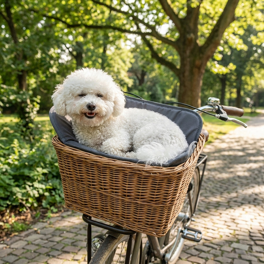 Glücklicher Bichon Frise im Basil Kissen Pasja grau für Hundefahrradkorb auf einem Fahrrad im Park.